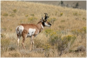 04 - Yellowstone NP (15) Antilope Americaine